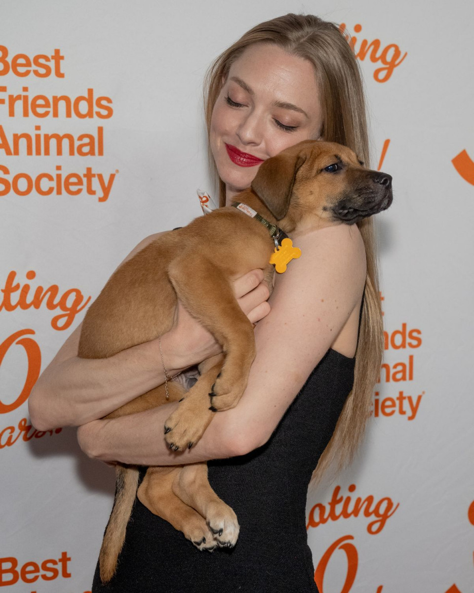 Amanda Seyfried: pic #1360708