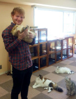 Ed Sheeran photo #