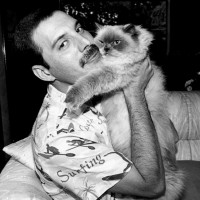 Freddie Mercury photo #