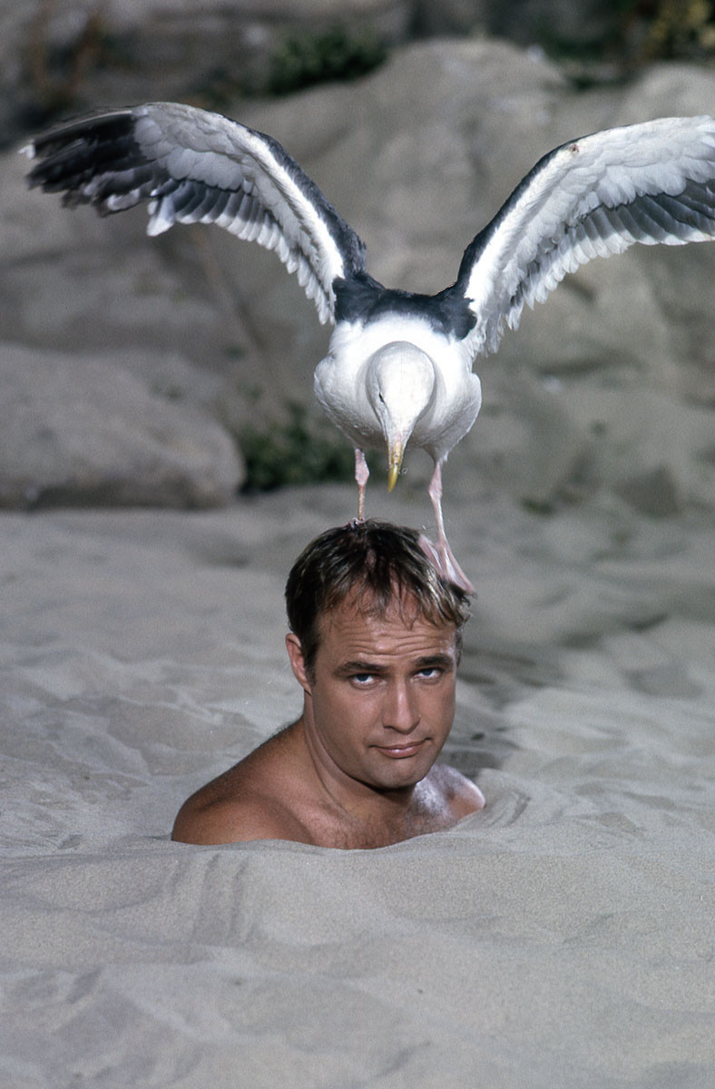 Marlon Brando: pic #307747
