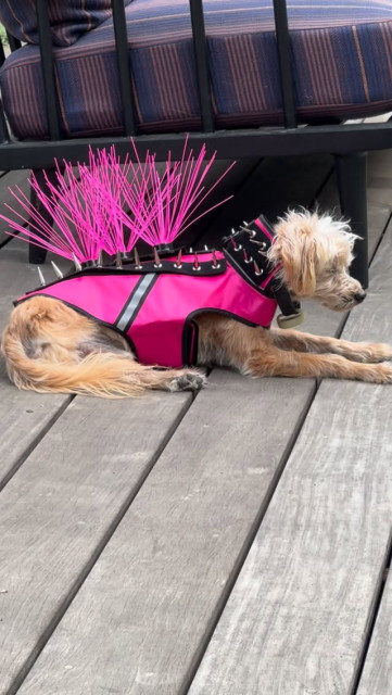 Kristen Bell instagram post 496667