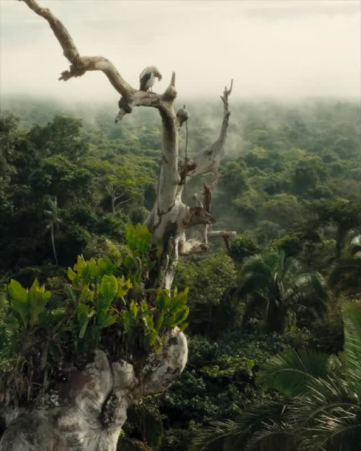 Leonardo DiCaprio instagram post 496672