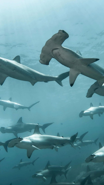 Leonardo DiCaprio instagram post 498391