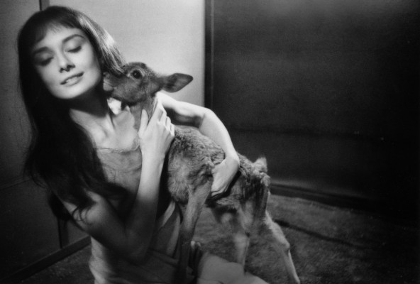 Audrey Hepburn pic #398931