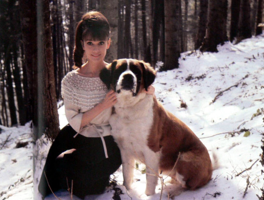 Audrey Hepburn pic #182437