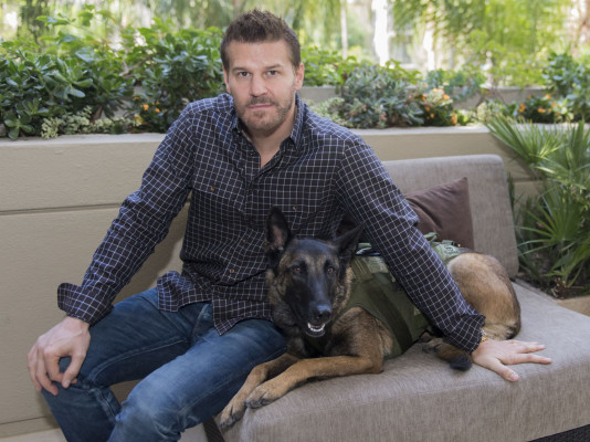 David Boreanaz pic #1280269