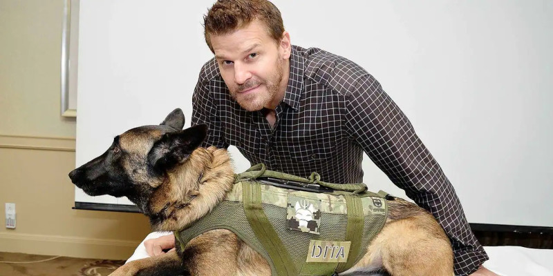 David Boreanaz pic #1280270