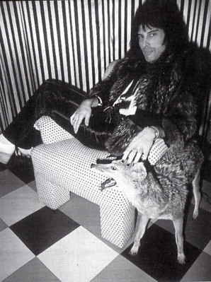 Freddie Mercury pic #658350