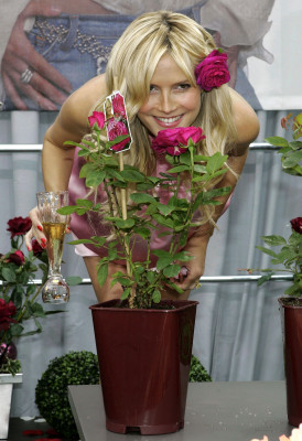 Heidi Klum pic #32033