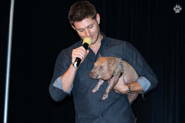 photo 16 in Jensen Ackles gallery [id639133] 2013-10-18 00:00:00