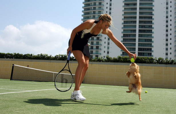 Maria Sharapova pic #346469