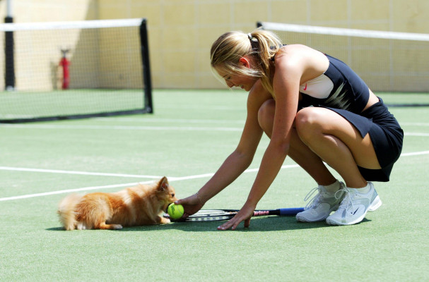 Maria Sharapova pic #346453