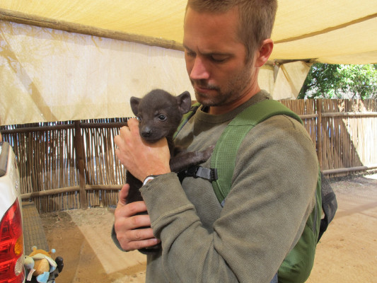 Paul Walker pic #428804