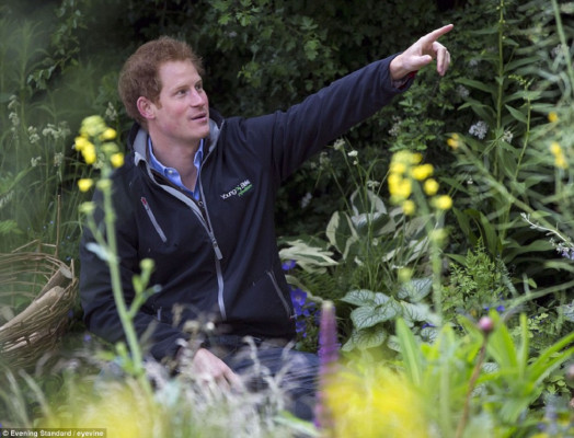 Prince Harry of Wales pic #775937