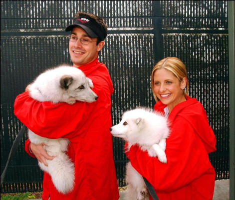 photo 24 in Sarah Michelle Gellar gallery [id553370] 2012-11-18 00:00:00