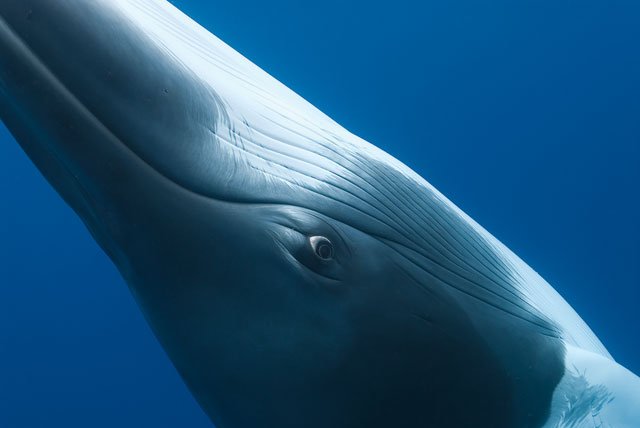 Photo from pic animals