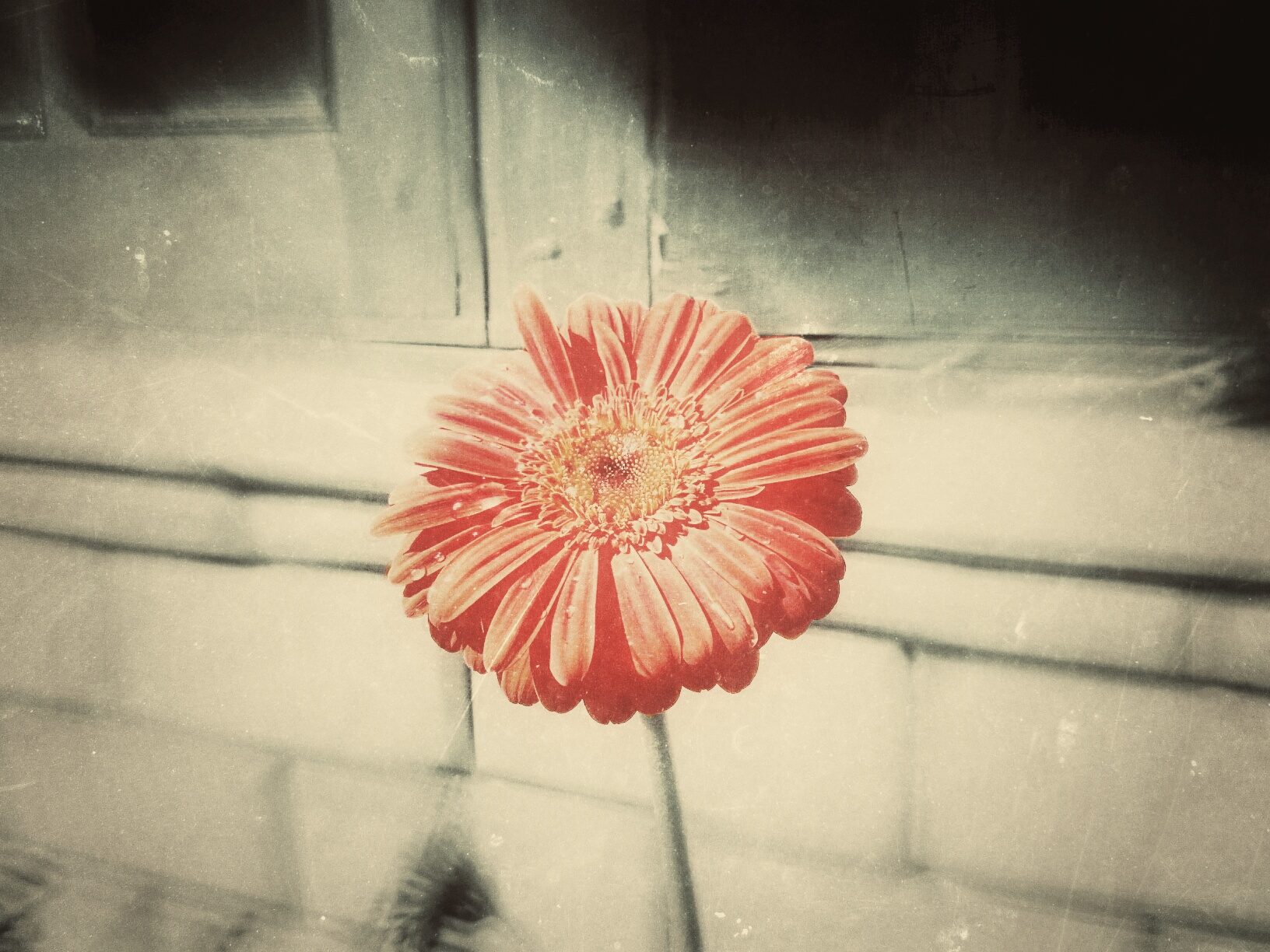 Photo from flower
