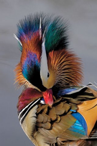 Photo from pic animals