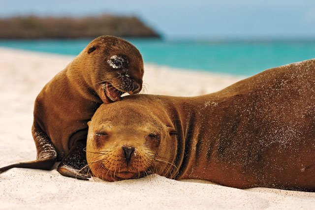 Photo from pic animals
