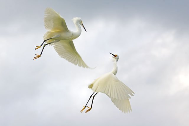Photo from pic animals